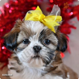 Ethan  puppies for sale
