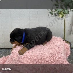 Westy  puppies for sale