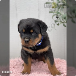 Westy  puppies for sale