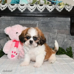 Bentley  puppies for sale