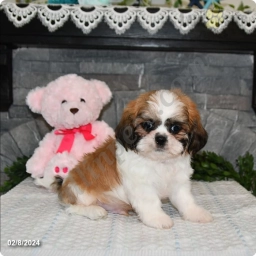 Bentley  puppies for sale