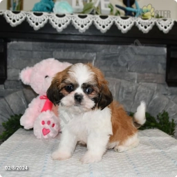 Bentley