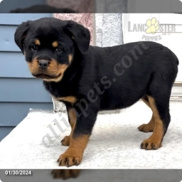 Sadie  puppies for sale