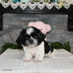 Bradley  puppies for sale
