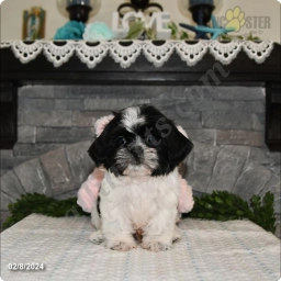 Bradley  puppies for sale
