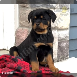 Kai  puppies for sale