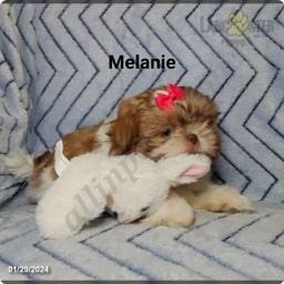 Melanie  puppies for sale