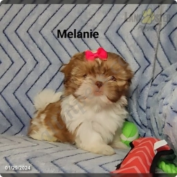 Melanie  puppies for sale