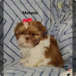 Melanie
