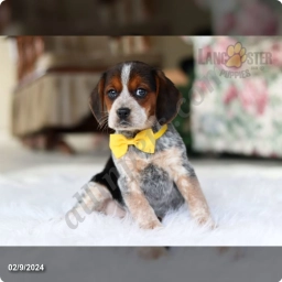 Princess  puppies for sale