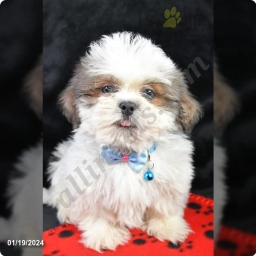 Knight  puppies for sale