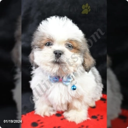 Knight  puppies for sale