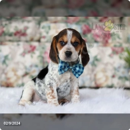 Chase  puppies for sale