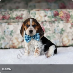 Chase  puppies for sale
