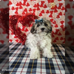 Mason  puppies for sale