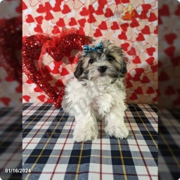 Mason  puppies for sale