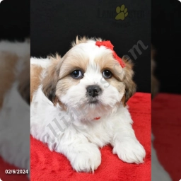 Leo  puppies for sale