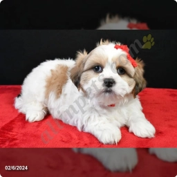 Leo  puppies for sale