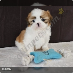 Cosmo  puppies for sale