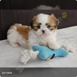 Cosmo  puppies for sale