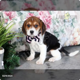 Angie  puppies for sale
