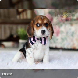 Angie  puppies for sale