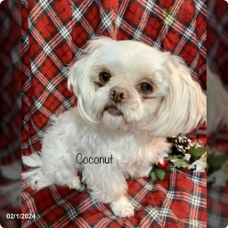 Coconut  puppies for sale