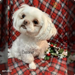 Coconut  puppies for sale
