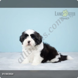 Edgar  puppies for sale