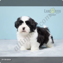 Edgar  puppies for sale