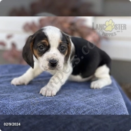 Marble  puppies for sale
