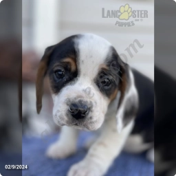 Marble  puppies for sale