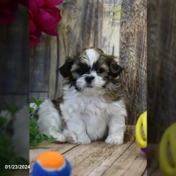 Baily  puppies for sale