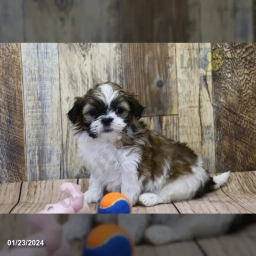 Baily  puppies for sale
