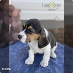 Martha  puppies for sale