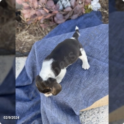 Martha  puppies for sale