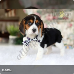 Twinkle  puppies for sale
