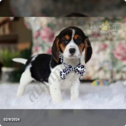 Twinkle  puppies for sale