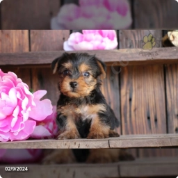 Tinkerbell  puppies for sale