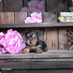 Tinkerbell  puppies for sale