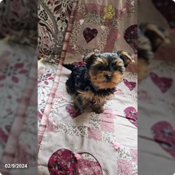 Twilight  puppies for sale