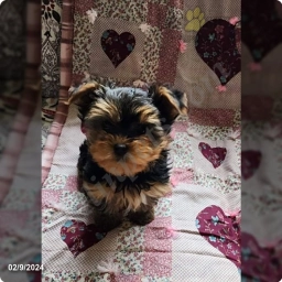 Twilight  puppies for sale