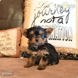 Andy  puppies for sale