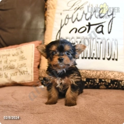 Andy  puppies for sale