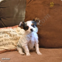 Jackie  puppies for sale