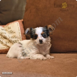 Jackie  puppies for sale