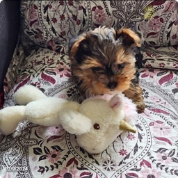 Twinkles  puppies for sale