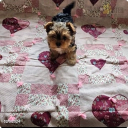 Twinkles  puppies for sale