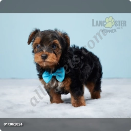 Felix  puppies for sale