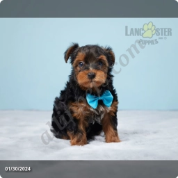 Felix  puppies for sale